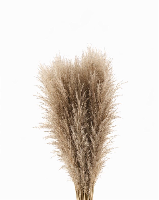 <h4>Cortaderia Naturel Dried P Stem</h4>