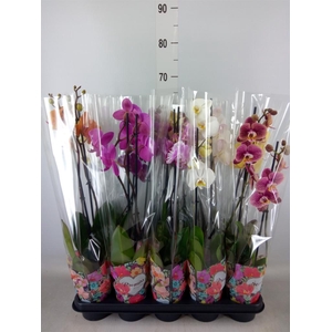 Phalaenopsis   ...mix  5