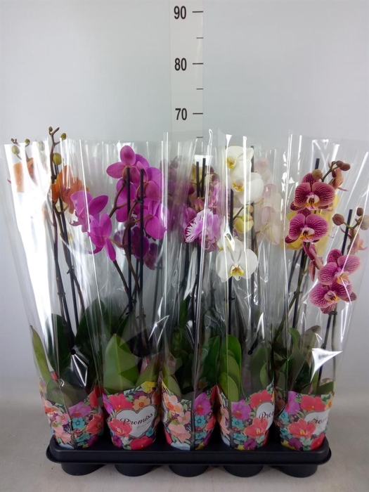 <h4>Phalaenopsis   ...mix  5</h4>