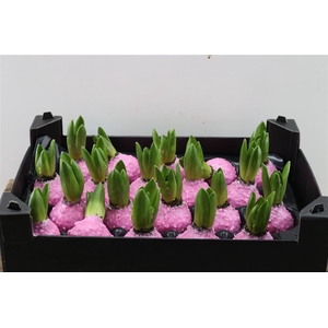 Wax Hyacinth Korrel Pink Roze