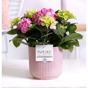 Hydrangea pink in P&PURE Sophie ceramics pink