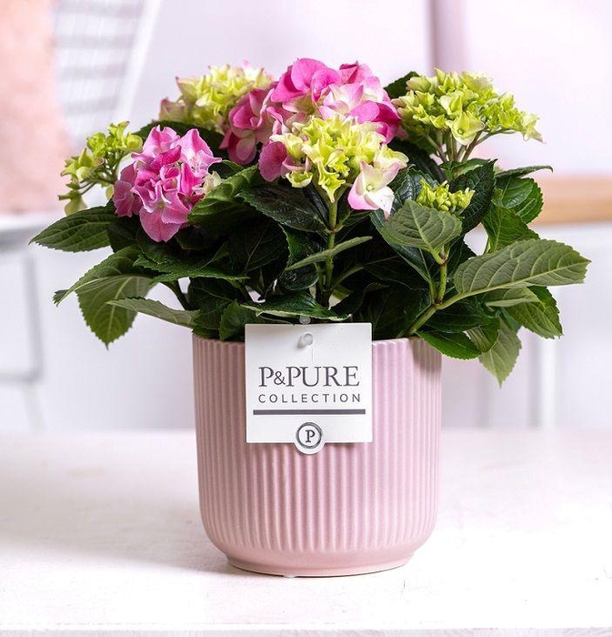 <h4>Hydrangea pink in P&PURE Sophie ceramics pink</h4>