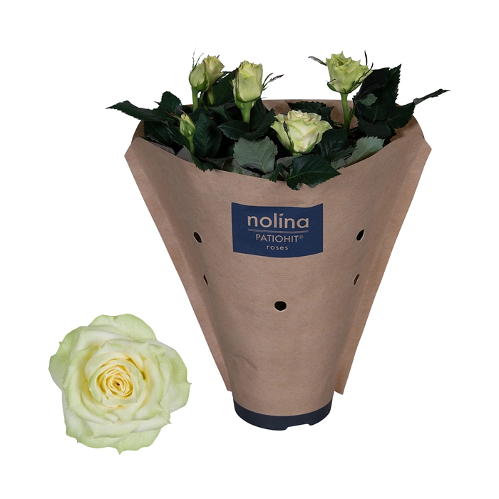 <h4>Nolina Roses Ø 13 cm White Paper sleeve</h4>