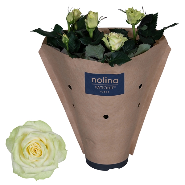 <h4>Rosa Patiohit White Paper Sleeve</h4>