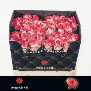 R GR JUMILIA                                       XL