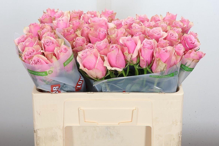 <h4>R Gr Athena Royale</h4>