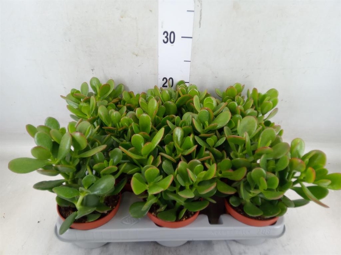 <h4>Crassula ovata</h4>