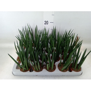 Sansevieria bacularis