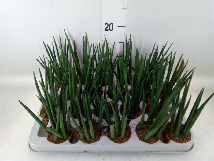 <h4>Sansevieria bacularis</h4>