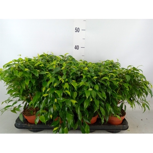 Ficus benja. 'Green Kinky'