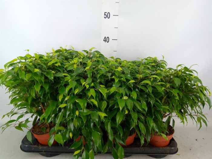 <h4>Ficus benja. 'Green Kinky'</h4>