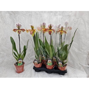 PAPH AMERIKA HYB GEM