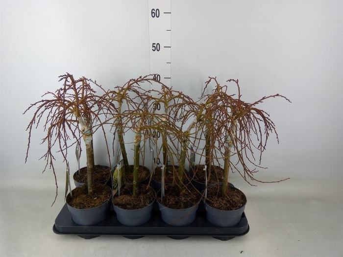 <h4>Salix arbuscula</h4>