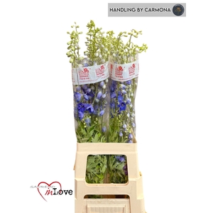 DELPH DU AURORA BLUE