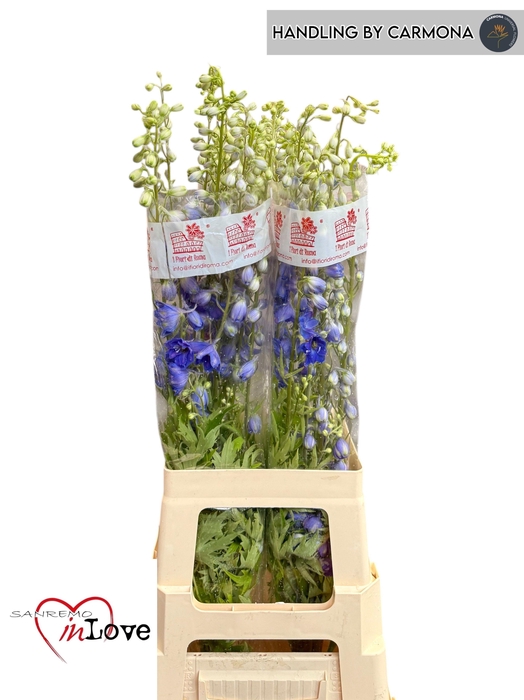 <h4>DELPH DU AURORA BLUE</h4>