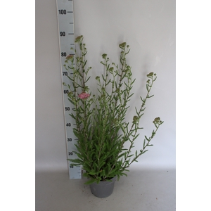 vaste planten 19 cm  Achillea White with pink