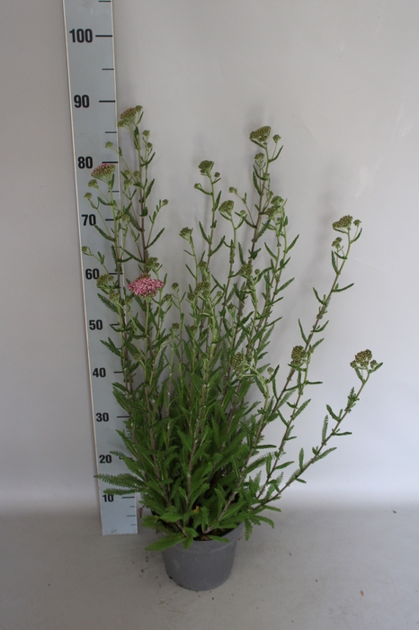 <h4>vaste planten 19 cm  Achillea White with pink</h4>