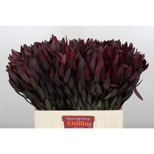 Leucadendron Saf Sunset Dark R.