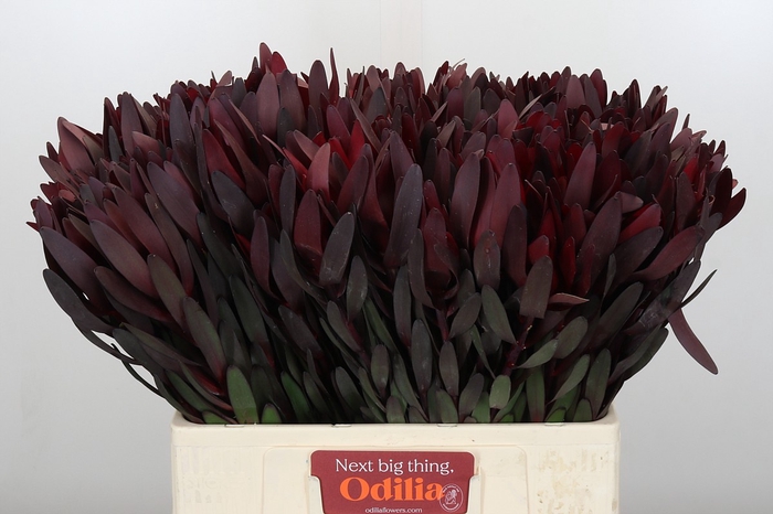 Leucadendron Saf Sunset Dark R.