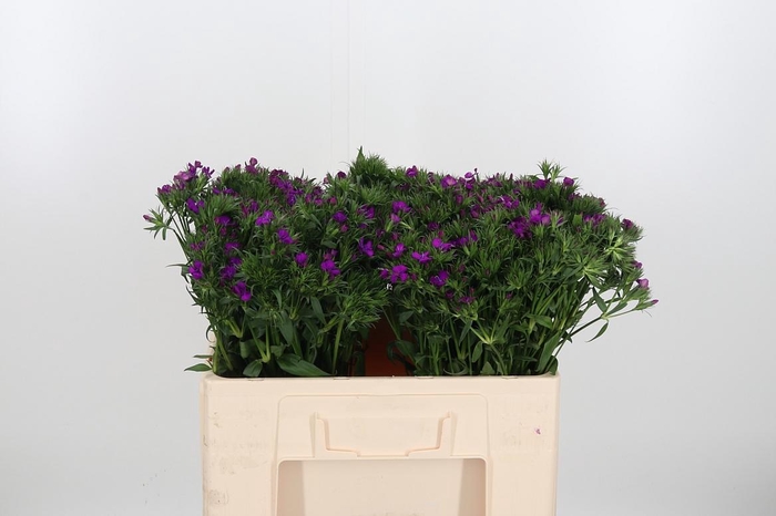 <h4>Di Barbatus Aldo Purple Bicolor</h4>