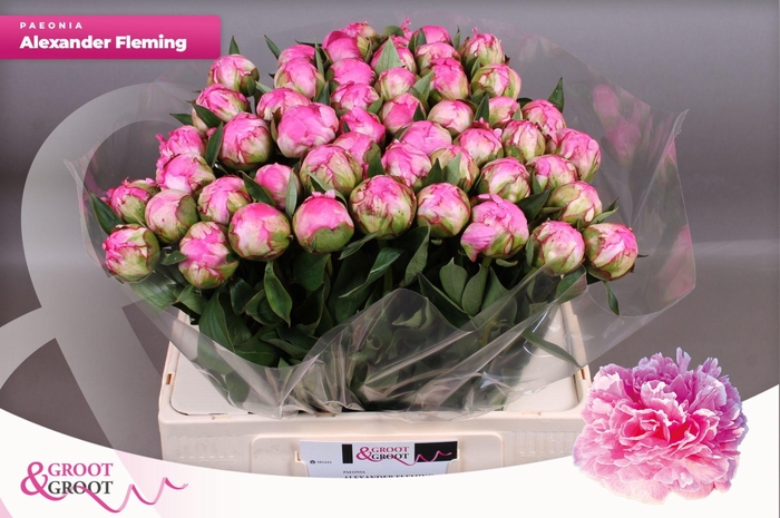 <h4>Paeonia Dr. Alexander Fleming | Heavy Quality</h4>