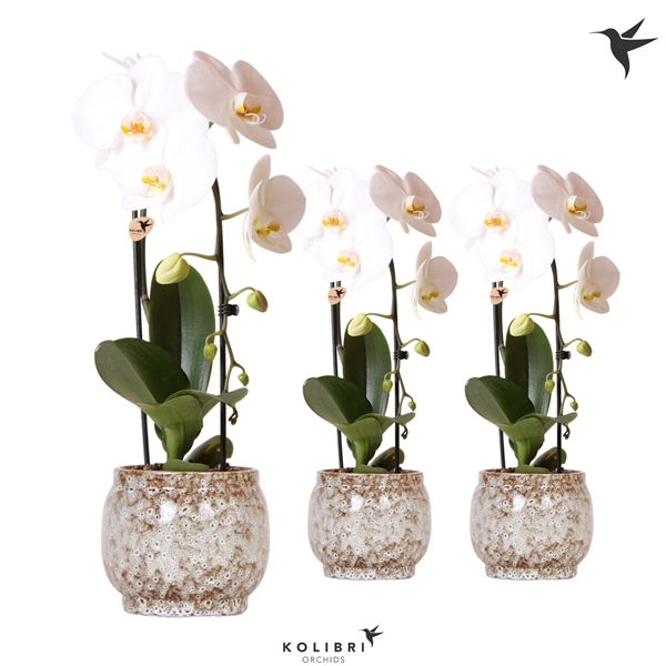 <h4>Kolibri Orchids Cascade Niagara fall 1 spike white in Safari</h4>