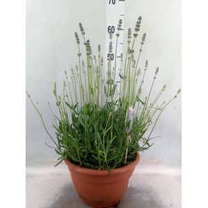 Lavandula angus. 'Munstead'