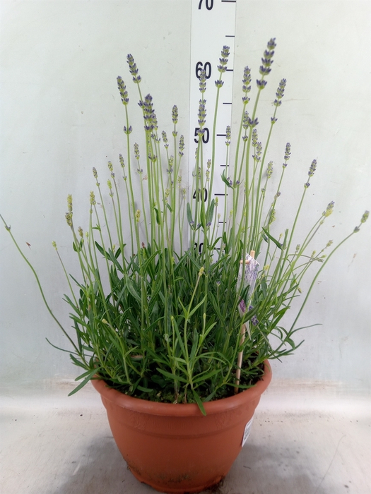 <h4>Lavandula angus. 'Munstead'</h4>