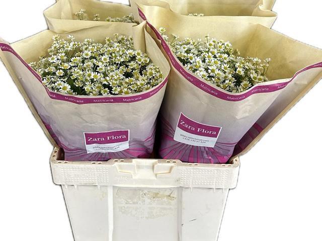 <h4>TANA PA CAMERON</h4>