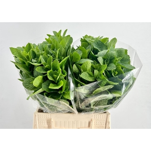 Mentha Tigra P Bunch