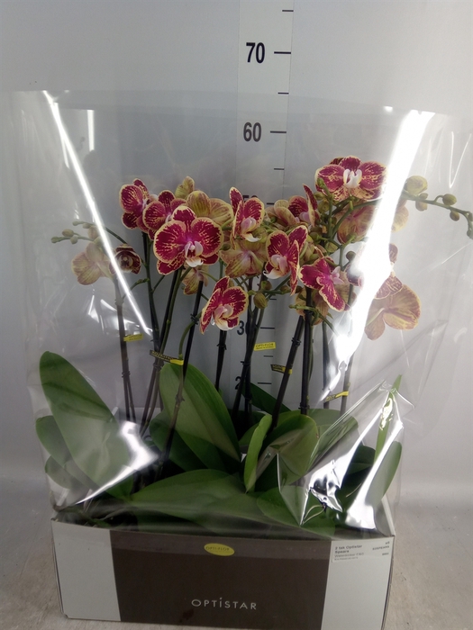 <h4>Phalaenopsis   ...red</h4>