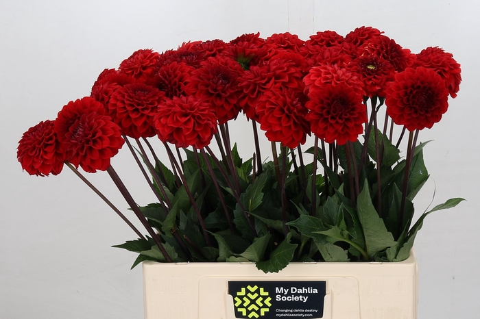 <h4>Dahlia Red Cap</h4>