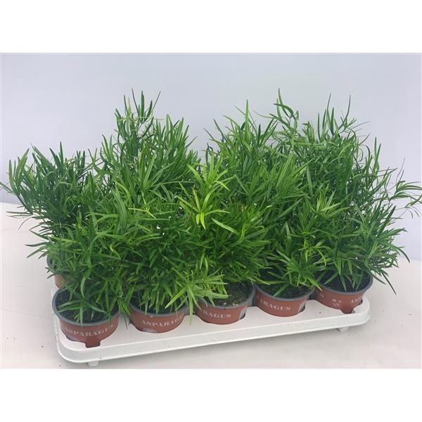<h4>Asparagus falcatus</h4>