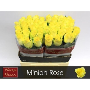 R GR MINION ROSE