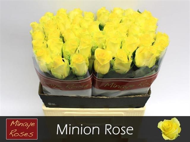 R GR MINION ROSE