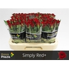 R Gr Simply Red+ X10