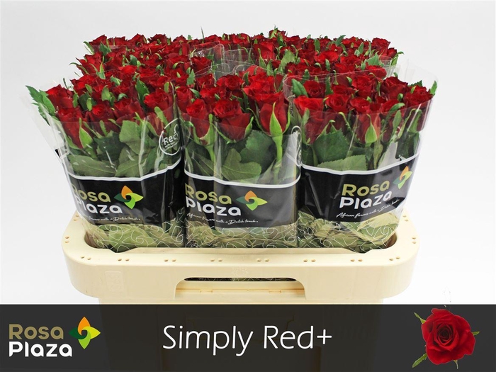 R Gr Simply Red+ X10