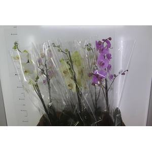 PHALAENOPSIS P15 PERFILHADA