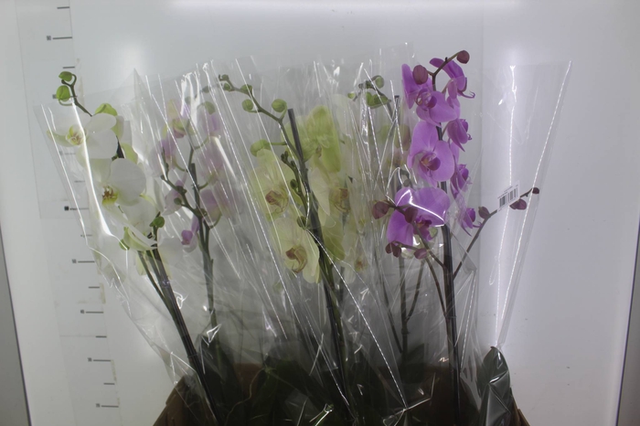 <h4>PHALAENOPSIS P15 PERFILHADA</h4>