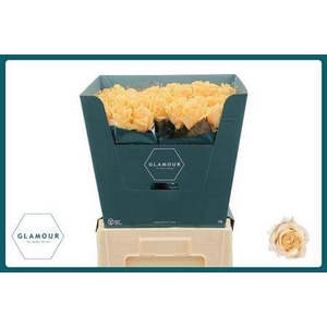 R Gr Avalanche Peach