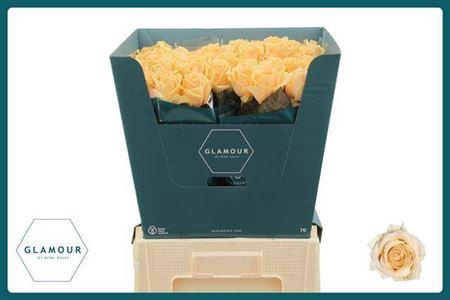 <h4>R Gr Avalanche Peach</h4>