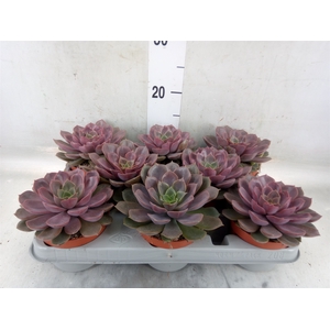 Echeveria   ...