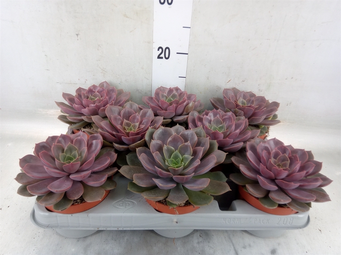 <h4>Echeveria   ...</h4>