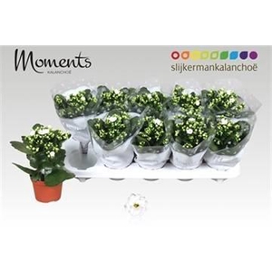 KAL GE STELLAR WHITE