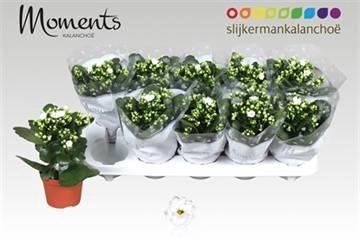 <h4>KAL GE STELLAR WHITE</h4>