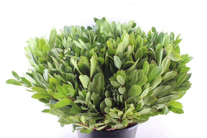 <h4>Arbutus Spray</h4>