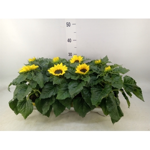 Helianthus an. 'Sunsation'