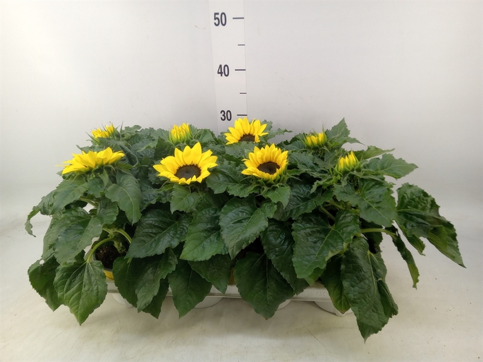 <h4>Helianthus an. 'Sunsation'</h4>