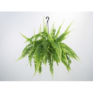 SAMAMB ARGENTINA C25