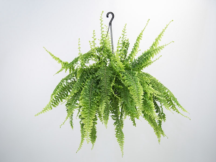 SAMAMB ARGENTINA C25